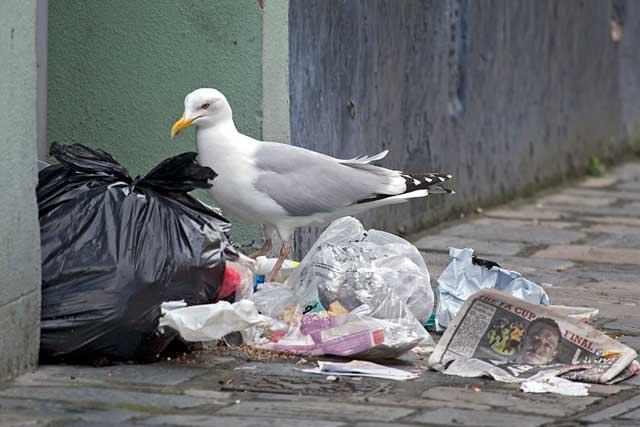 gaviota comiendo de la basura