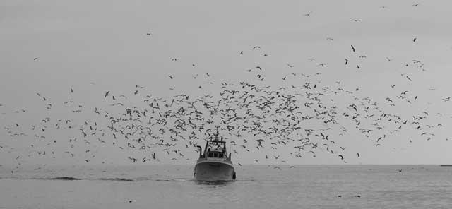 pesquero y gaviotas