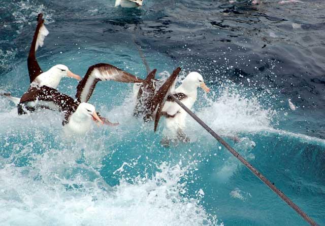 aves marinas alimentándose de descartes