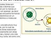 importancia glutatión contra envejecimiento enfermedades