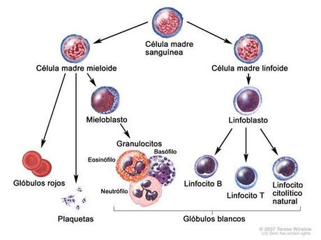 Terapia génica contra la leucemia