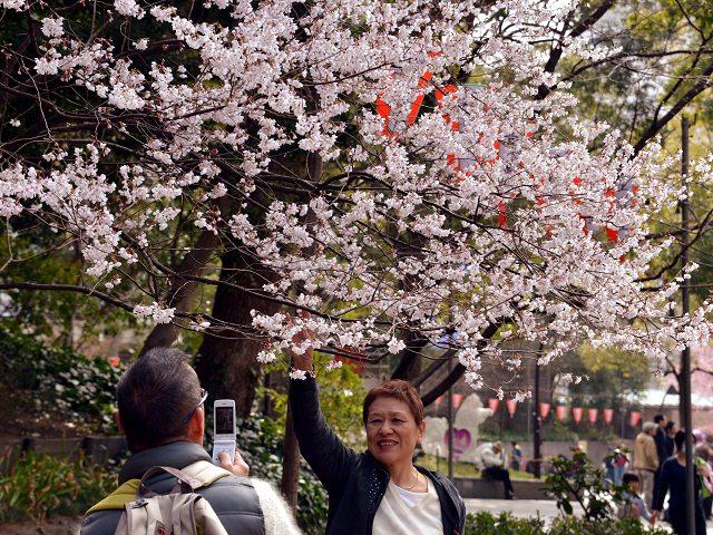 Sakura: Atractivo floral en Tokio