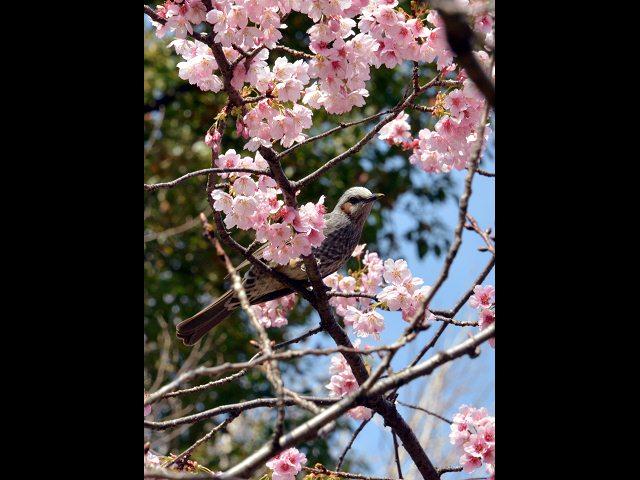 Sakura: Atractivo floral en Tokio