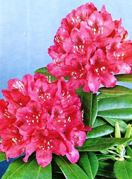 Rhododendron o rododendros