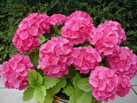 Hydrangea macrophylla u hortensia