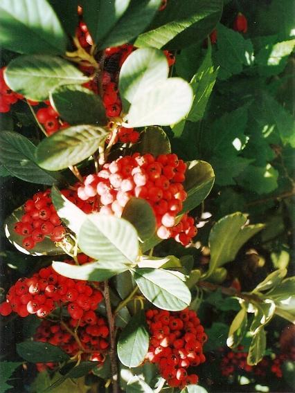 Cotoneaster franchetti Cotoneaster 