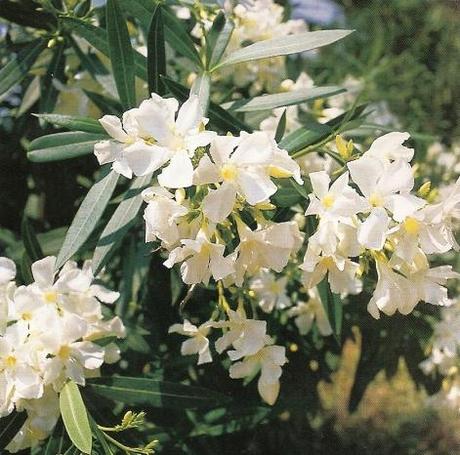 Nerium oleander,  Adelfa o Laurel de flor