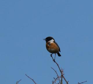 Cancien los machos de charcharín