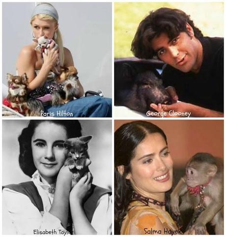 Los mejores complementos para nuestras mascotas