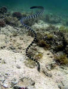 serpiente marina de bandas azules (Hydrophis melanocephalus)