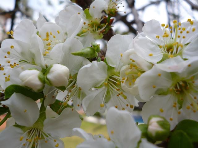 BARCELONA...LOS FRÍOS NO HAN HELADO LOS ÁRBOLES...YA HA LLEGADO LA PRIMAVERA...25-03-2013...