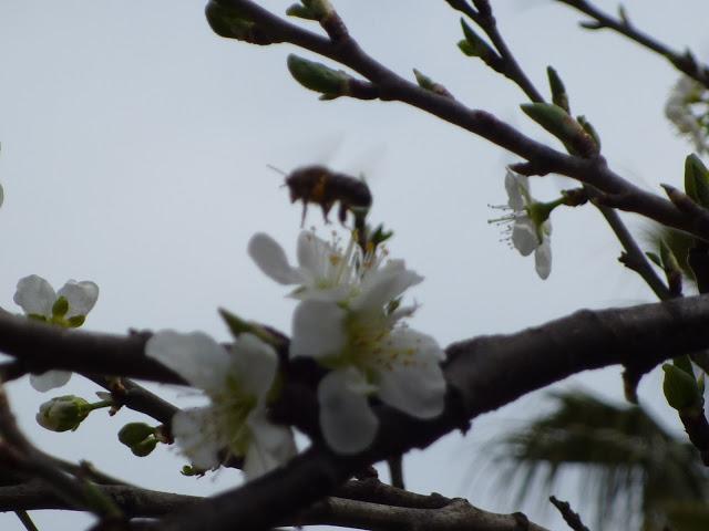 BARCELONA...LOS FRÍOS NO HAN HELADO LOS ÁRBOLES...YA HA LLEGADO LA PRIMAVERA...25-03-2013...