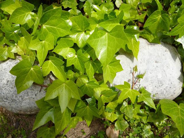 BARCELONA...LOS FRÍOS NO HAN HELADO LOS ÁRBOLES...YA HA LLEGADO LA PRIMAVERA...25-03-2013...