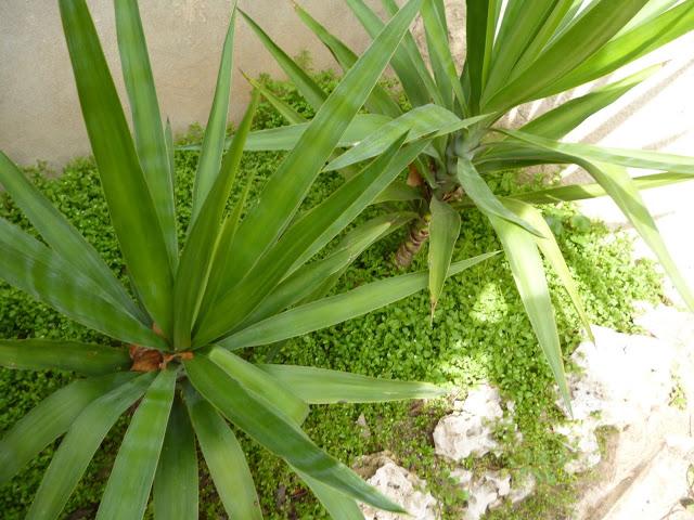 BARCELONA...LOS FRÍOS NO HAN HELADO LOS ÁRBOLES...YA HA LLEGADO LA PRIMAVERA...25-03-2013...