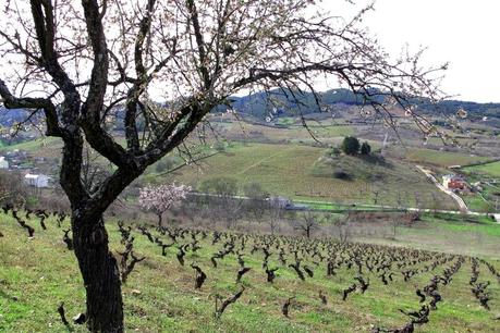 Desde Lombano Chano villar de Akilia Wines