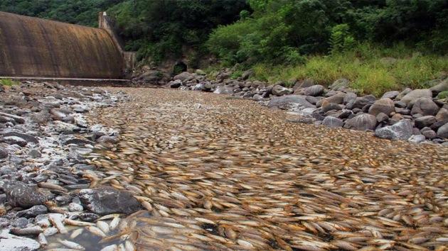 peces muertos embalse tucuman, argentina
