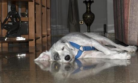 ¿Como combatir el estrés crónico? perro con estrés crónico