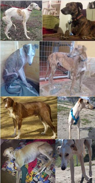 GALGOS RESCATADOS, MUY URGENTE ACOGIDAS O ADOPCIONES.