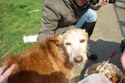 BABI, UN ABUELITO DE 12 AÑOS, PREFIERE LAS CARICIAS A LA COMIDA!
