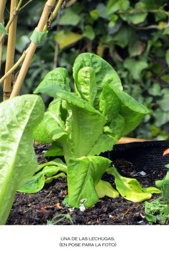 lechuga220