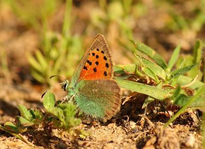 Caballo de Troya ultramicroscópico