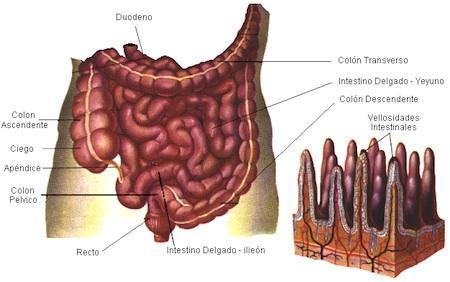 Factores que influyen en el estado de la mucosa intestinal