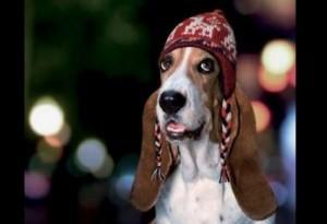 ¡MENUDA TOS DE PERRO!