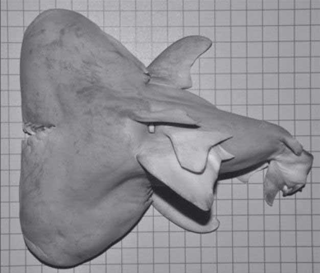 feto de tiburón toro con dos cabezas