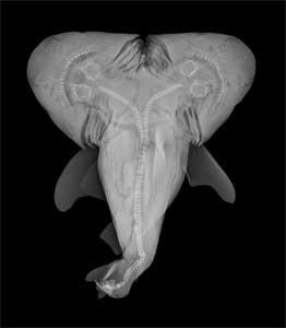 radiografía de feto de tiburón toro con dos cabezas