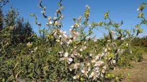 Elche, Dama y Huerto Gourmet