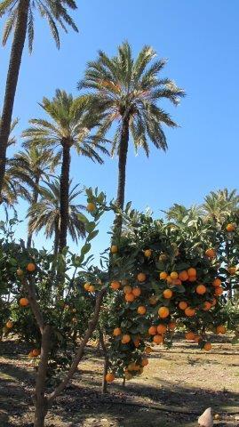 Elche, Dama y Huerto Gourmet