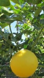 Elche, Dama y Huerto Gourmet