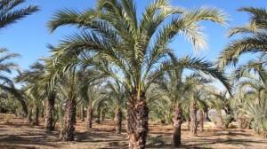 Elche, Dama y Huerto Gourmet