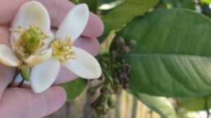 Elche, Dama y Huerto Gourmet