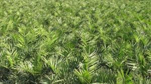 Elche, Dama y Huerto Gourmet