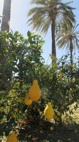 Elche, Dama y Huerto Gourmet