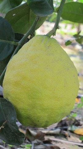 Elche, Dama y Huerto Gourmet