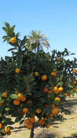 Elche, Dama y Huerto Gourmet
