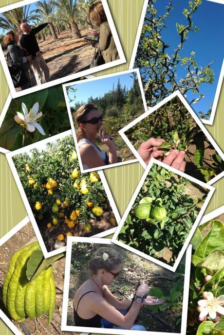 Elche, Dama y Huerto Gourmet