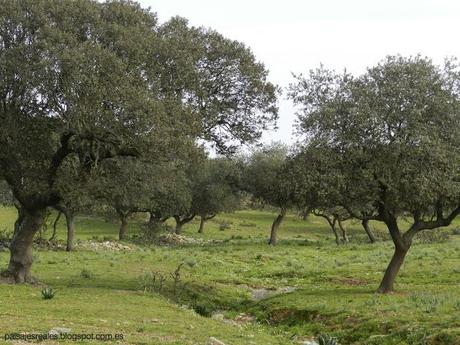Dehesa, Patrimonio Cultural Dehesa, Patrimonio Cultural