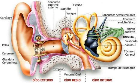 Nuestro órgano del oído afectado por la otitis