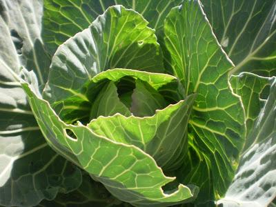 POTAJE DE COLES (2ª Receta)