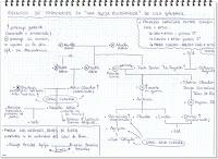 Pequeseña: Una Aguja Envenenada
