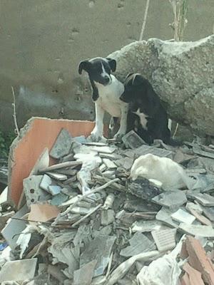 AYUDA URGENTE!! POR FAVOR, SON DOS CACHORROS QUE ESTÁN EN UN TEJAR ABANDONADO, SON 2 HEMBRAS DE UNOS 2 MESES. (SEVILLA)