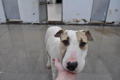 URGENTES SACRIFICAN MAÑANA!!! ESTE MIERCOLES 27 DE MARZO EN LA PERRERA DE BADAJOZ 7 PERROS BUENOS E INOCENTES.