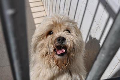 URGENTES SACRIFICAN MAÑANA!!! ESTE MIERCOLES 27 DE MARZO EN LA PERRERA DE BADAJOZ 7 PERROS BUENOS E INOCENTES.