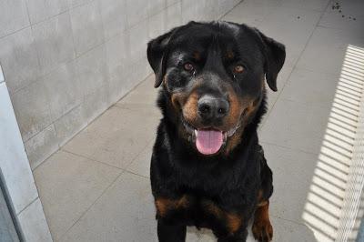 URGENTES SACRIFICAN MAÑANA!!! ESTE MIERCOLES 27 DE MARZO EN LA PERRERA DE BADAJOZ 7 PERROS BUENOS E INOCENTES.