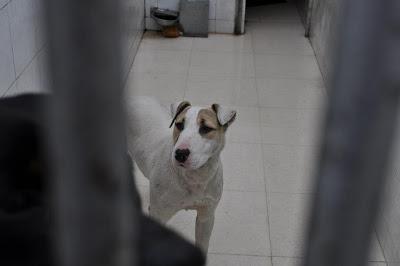 URGENTES SACRIFICAN MAÑANA!!! ESTE MIERCOLES 27 DE MARZO EN LA PERRERA DE BADAJOZ 7 PERROS BUENOS E INOCENTES.