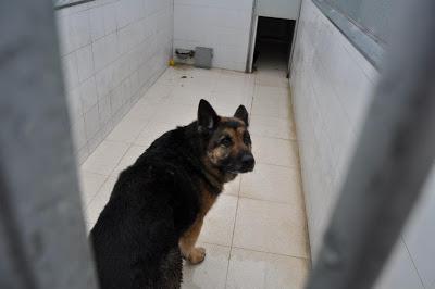 URGENTES SACRIFICAN MAÑANA!!! ESTE MIERCOLES 27 DE MARZO EN LA PERRERA DE BADAJOZ 7 PERROS BUENOS E INOCENTES.