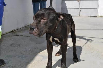 URGENTES SACRIFICAN MAÑANA!!! ESTE MIERCOLES 27 DE MARZO EN LA PERRERA DE BADAJOZ 7 PERROS BUENOS E INOCENTES.